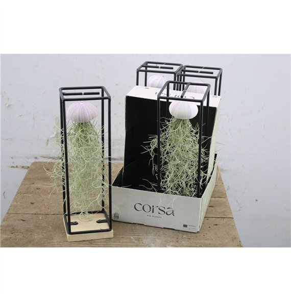 Tillandsia arrangement Nasad Schelp Hangframe 35cm 9cm Q5023
