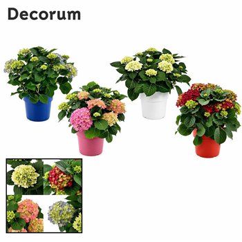 Hortenzija macrophylla bulb 10-15 heads in colored sierpot (Decorum) 10 fl 45cm 23cm Q2820
