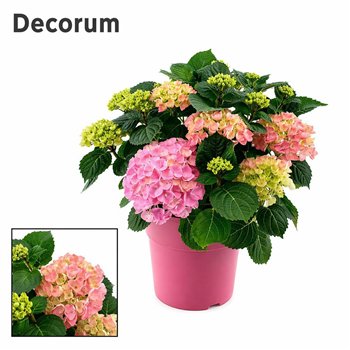 Hortenzija macr  hi river bulb Pink 7 - 12 heads in colored sierpot (Decorum) fl 45cm 23cm Q2888