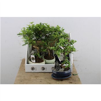 Bonsaj mix 35cm 16cm Q4213
