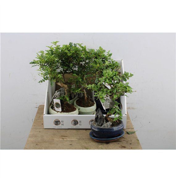 Bonsaj mix 35cm 16cm Q4213