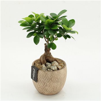 Nasad GRCR-2625 Green Essentials 1 pp 35cm 14cm Q4753