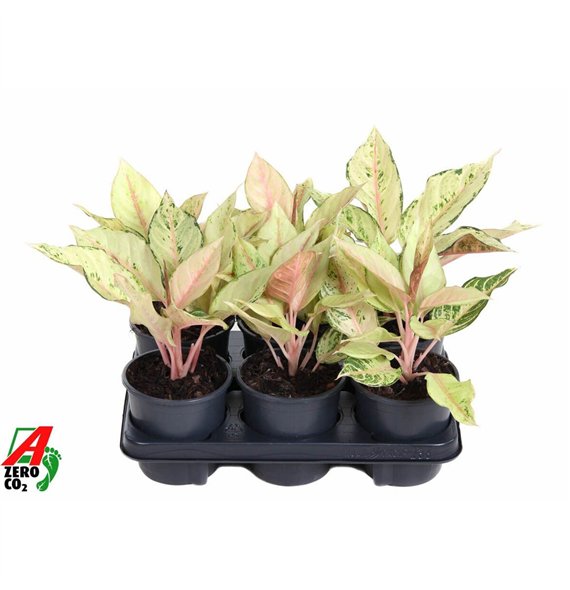 Aglaonema Lucky1 pp 30cm 13cm Q151