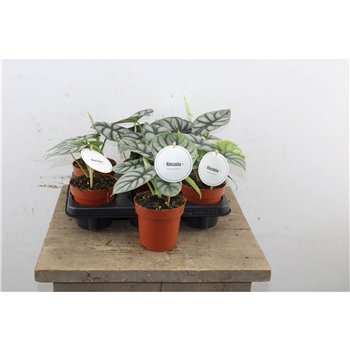 Alokazija Silver Dragon 25cm 12cm Q236