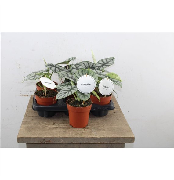 Alokazija Silver Dragon 25cm 12cm Q236