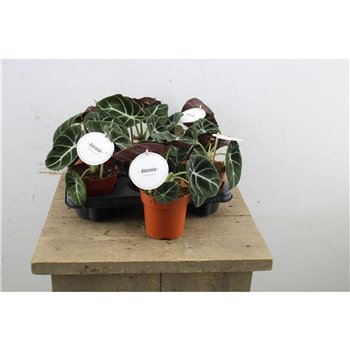 Alokazija black velvet 25cm 12cm Q240