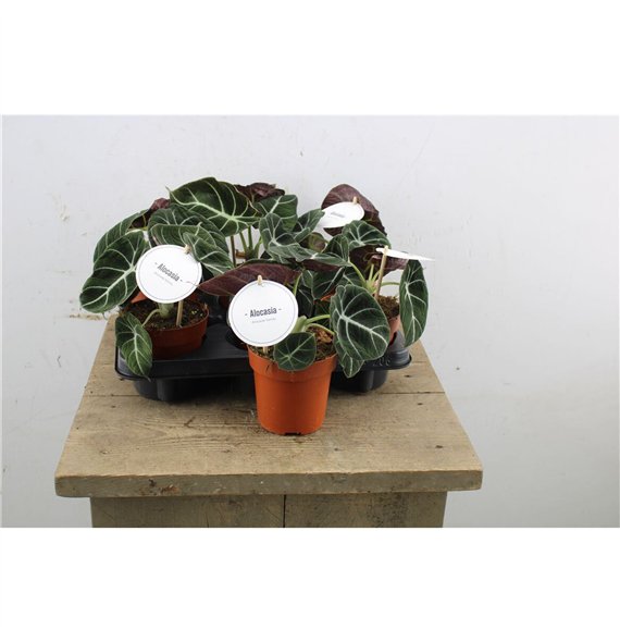 Alokazija black velvet 25cm 12cm Q240