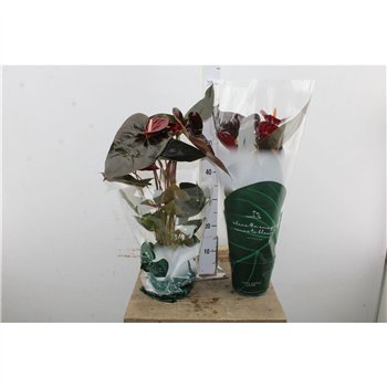 Anthurium andr  delicata Anthu An Delicata 6+ 65cm 17cm Q466