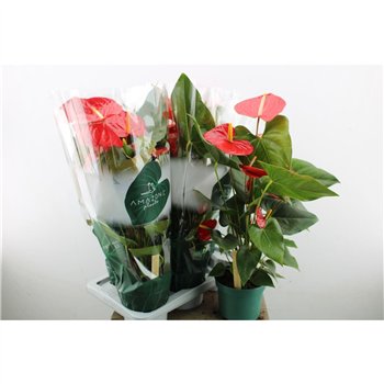 Anthurium andr  idaho Anthu An Idaho 6+ 65cm 17cm Q467