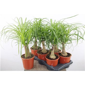 Nolina Beaucarnea recurvata 50cm 17cm Q679