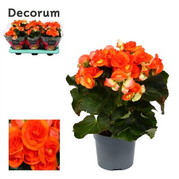 Begonija elatior du  reina oranje 13 cm Decorumpp 32cm 13cm Q794