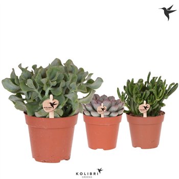 Sukulente mix Kolibri Greens mix1 pp 30cm 12cm Q1340