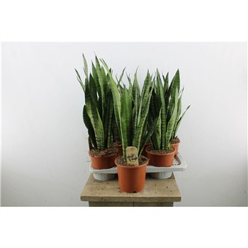 Taščin jezik - Sanseveria zeylanica 65cm 17cm Q1441