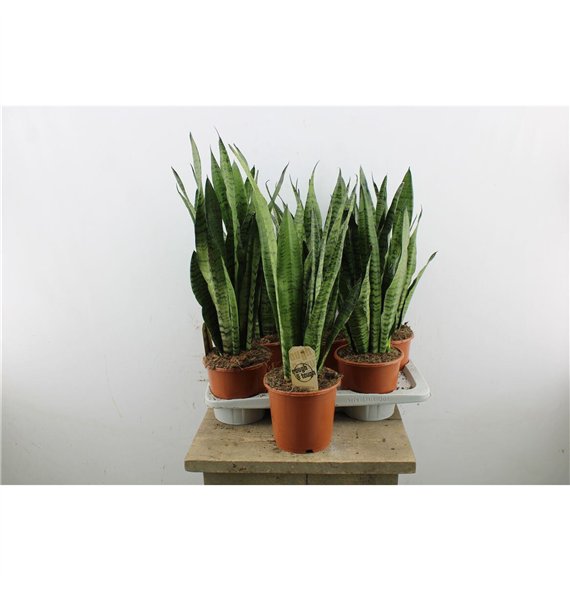 Taščin jezik - Sanseveria zeylanica 65cm 17cm Q1441