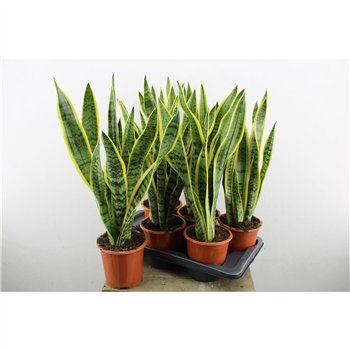 Taščin jezik - Sanseveria trifasciata laurentii Laurentii 55cm 17cm Q1603
