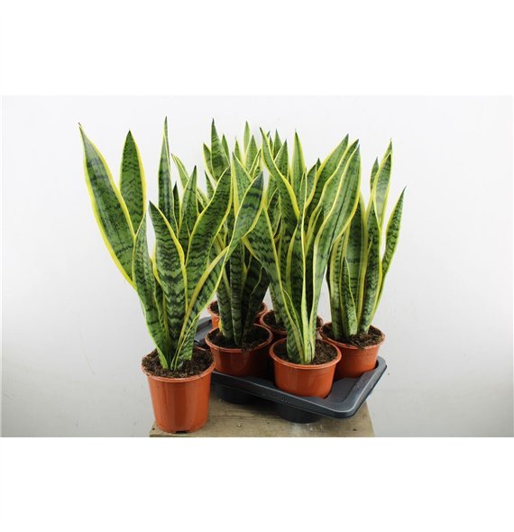 Taščin jezik - Sanseveria trifasciata laurentii Laurentii 55cm 17cm Q1603