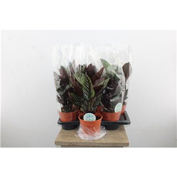 Kalateja Ornata p17 50cm 17cm Q1752