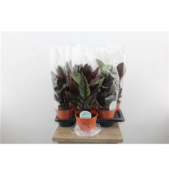 Kalateja Ornata p17 50cm 17cm Q1752