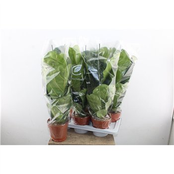 Fikus lyrata 70cm 17cm Q2576