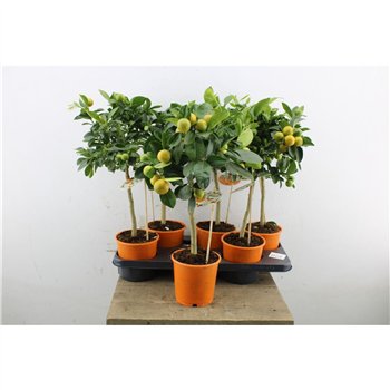 Citrus microcarpa Calamondin 50cm 15cm Q2582