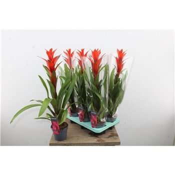 Guzmania ostara 60cm 13cm Q2735