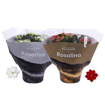 Kalanhoja blossfeldiana rosalina mixed goud and zilver TST 3 pp 27cm 15cm Q3175