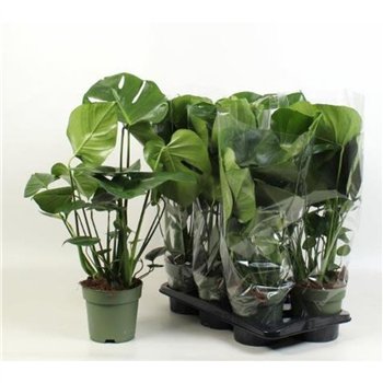 Monstera deliciosa 65cm 17cm Q3333