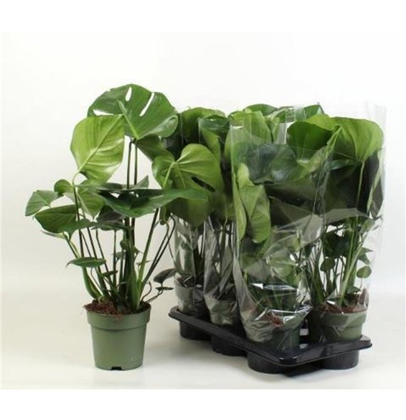 Monstera deliciosa 65cm 17cm Q3333