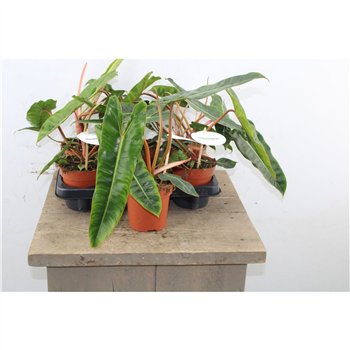 Philodendron Billietiae 30cm 12cm Q3341