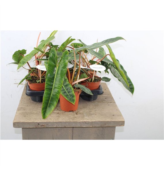 Philodendron Billietiae 30cm 12cm Q3341