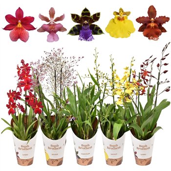 Orchidee Orchideeën mix 3 stems 12 cm plnt 55cm 12cm Q3374