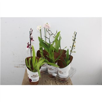 Orchidee Orchid Mix 1 stebl. 55cm 12cm Q3376
