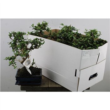 Carmona bonsai Bonsaj Retusa S-shape 25cm 20cm Q4210