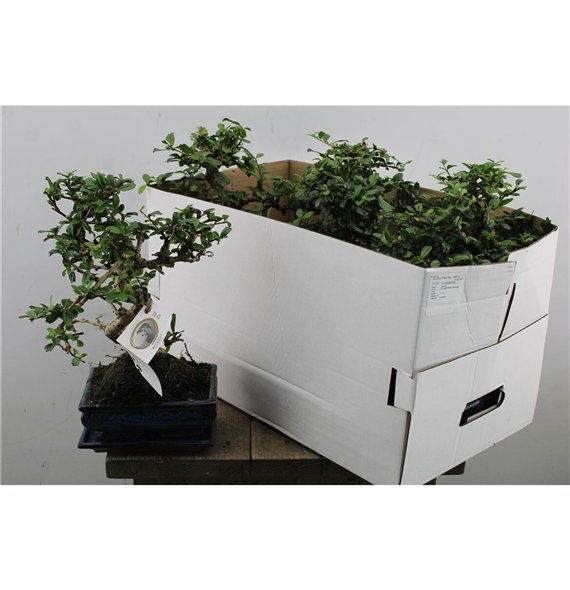 Carmona bonsai Bonsaj Retusa S-shape 25cm 20cm Q4210