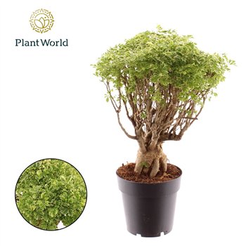 Polyscias Hawaiiana Ming Gold Bonsai 40cm 14cm Q4214