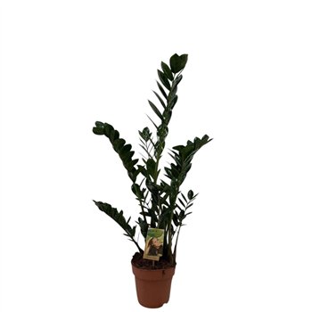 Zamija zamiifolia 4-5 springs - hoogte 70-804 stems plnt 80cm 17cm Q4875