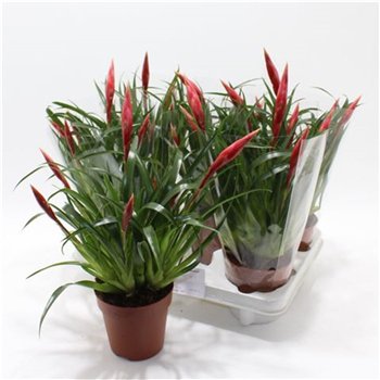Vriesea multiflower astrid 35cm 12cm Q4912