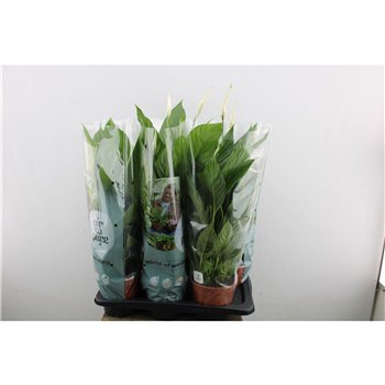 Spatifil vivaldi Vivaldi 4+ 75cm 17cm Q5156