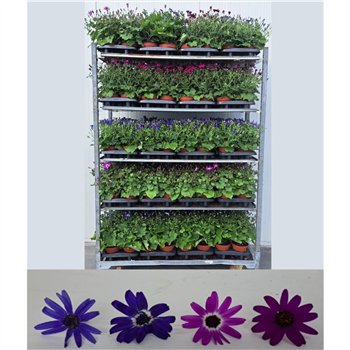 Senecio Pop! mixed Pericalis Mix 35cm 15cm Q5159