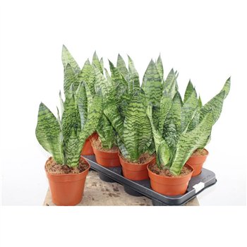 Taščin jezik - Sanseveria zeylanica 50cm 14cm Q1442