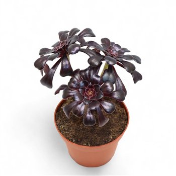 Aeonium Velours Bonsai 15cm 8.5cm Q72