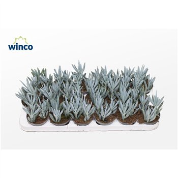 Senecio Mount Everest 16cm 8.5cm Q388