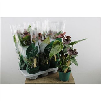 Anthurium andr  essencia Anthu An Essencia 50cm 14cm Q463