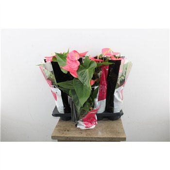 Anthurium andr  colorado Anthu An Colorado 5+ 50cm 14cm Q471