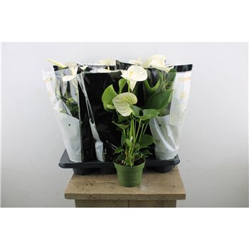 Anthurium andr  alpine Anthu An Royal White 5+ 50cm 14cm Q476