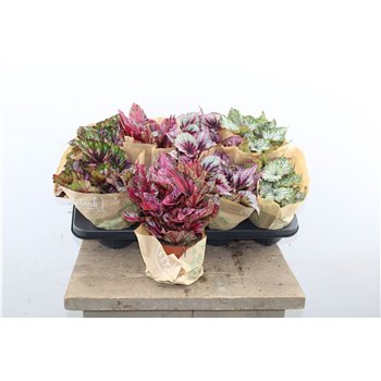Begonija leaf beleaf mix Beleaf Mix 22cm 12cm Q813