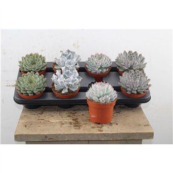 Echeveria mix 12cm 12cm Q1502