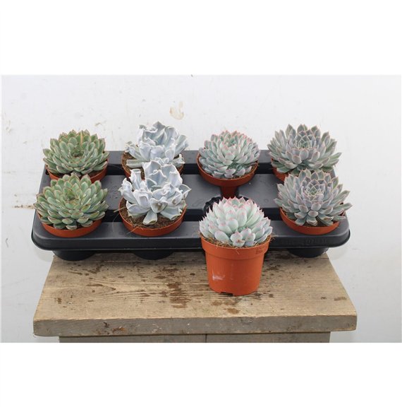 Echeveria mix 12cm 12cm Q1502