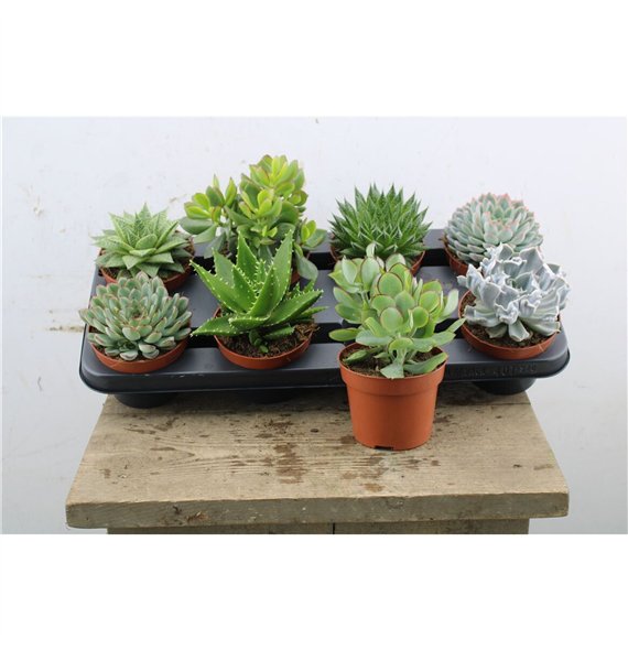 Sukulente mix 12cm 12cm Q1601