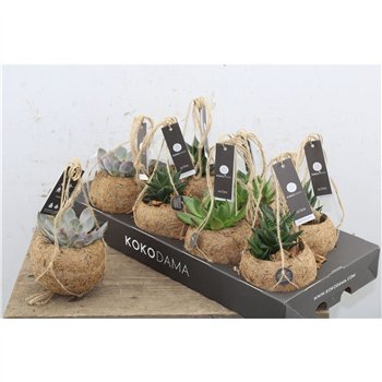 Sukulente mix Kokodama Succulent Mix 15cm 12cm Q1602